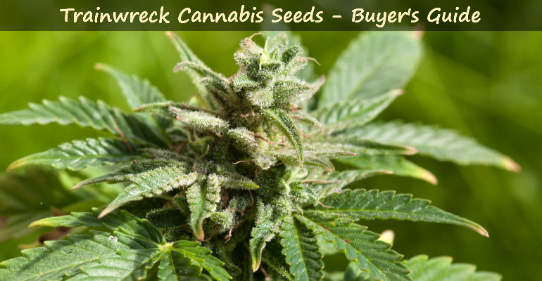 2024 Buyer’s Guide to Trainwreck Cannabis Seeds - CNBS