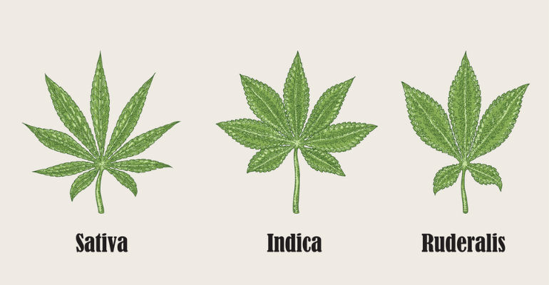 What Is Cannabis Ruderalis? - Cnbs